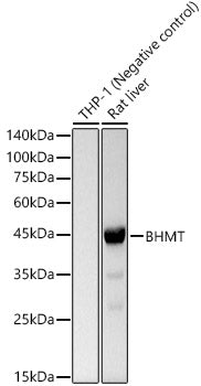 BHMT Rabbit mAb