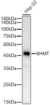 BHMT Rabbit mAb