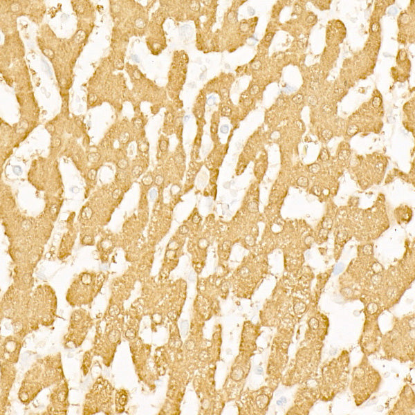 BHMT Rabbit mAb
