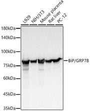 BiP/GRP78 Rabbit mAb