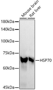 HSP70 Rabbit mAb
