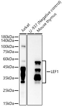 LEF1 Rabbit mAb