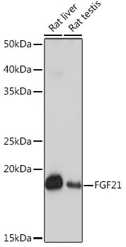 FGF21 Rabbit mAb