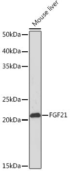 FGF21 Rabbit mAb