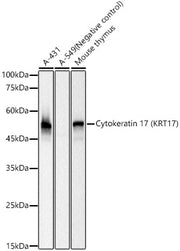 Cytokeratin 17 (KRT17) Rabbit mAb