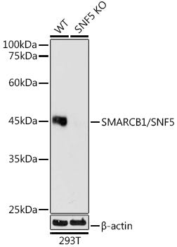 [KO Validated] SMARCB1/SNF5 Rabbit mAb