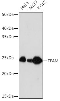 TFAM Rabbit mAb