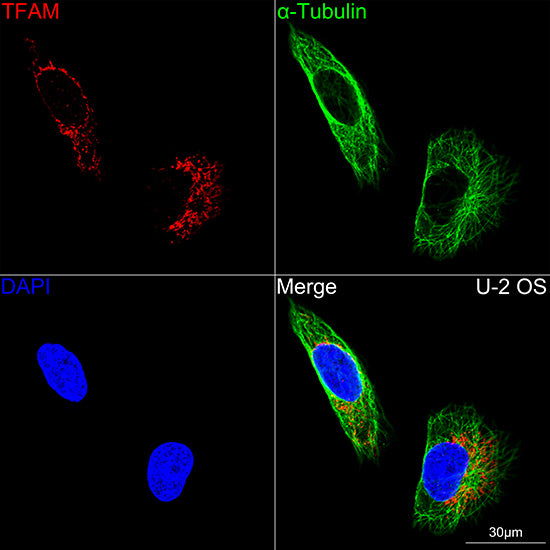 TFAM Rabbit mAb
