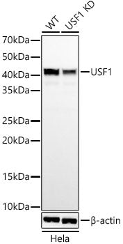 [KD Validated] USF1 Rabbit mAb