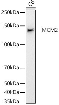 MCM2 Rabbit mAb