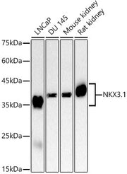 NKX3.1 Rabbit mAb