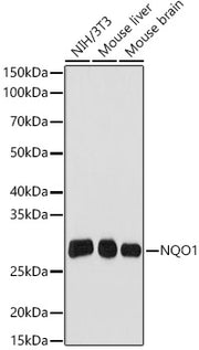 NQO1 Rabbit mAb