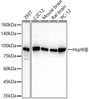 Hsp90β Rabbit mAb