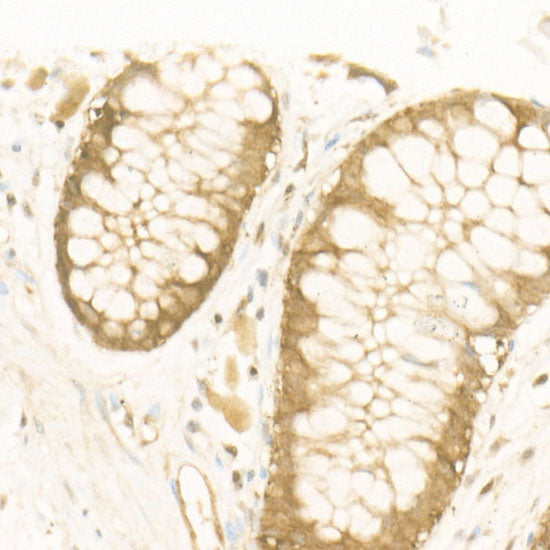 Hsp90β Rabbit mAb