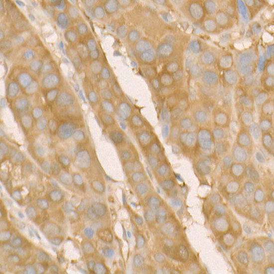 Hsp90β Rabbit mAb