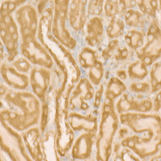 Hsp90β Rabbit mAb