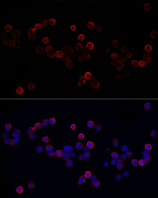 Hsp90β Rabbit mAb