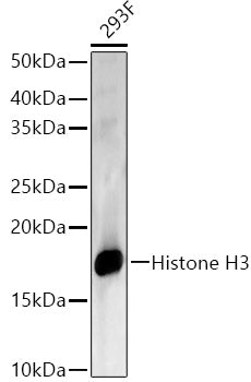 Histone H3 Rabbit pAb
