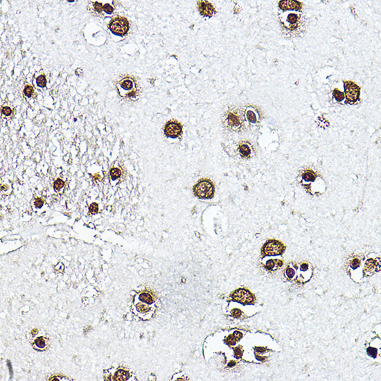 Histone H3 Rabbit pAb