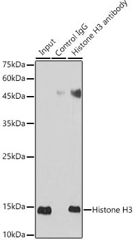 Histone H3 Rabbit pAb