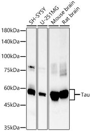Tau Rabbit mAb