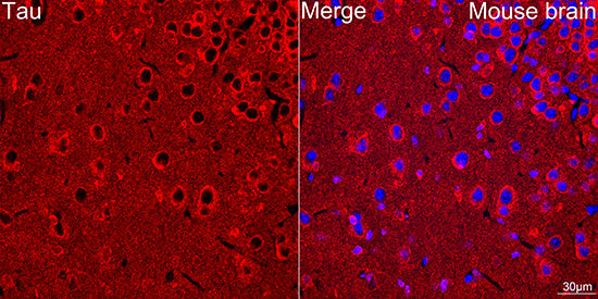 Tau Rabbit mAb