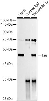 Tau Rabbit mAb