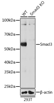 [KO Validated] Smad3 Rabbit mAb