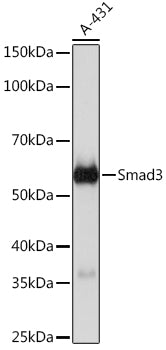 [KO Validated] Smad3 Rabbit mAb