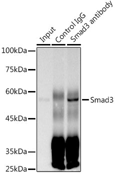 [KO Validated] Smad3 Rabbit mAb