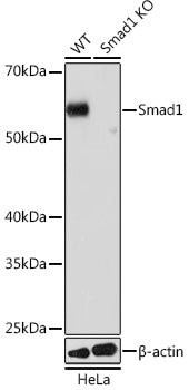 [KO Validated] Smad1 Rabbit mAb