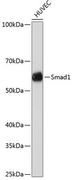 [KO Validated] Smad1 Rabbit mAb