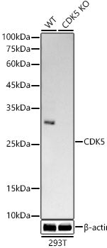 [KO Validated] CDK5 Rabbit mAb