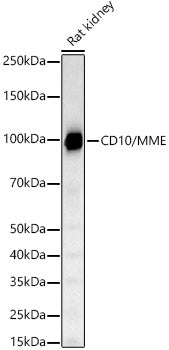 CD10/MME Rabbit mAb