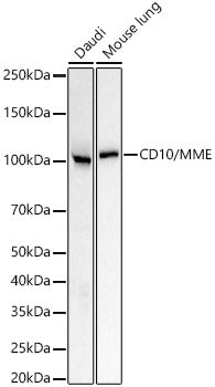 CD10/MME Rabbit mAb