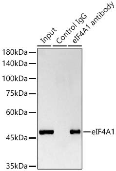eIF4A1 Rabbit mAb