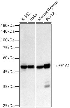 eEF1A1 Rabbit mAb