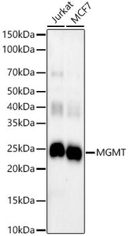 MGMT Rabbit mAb