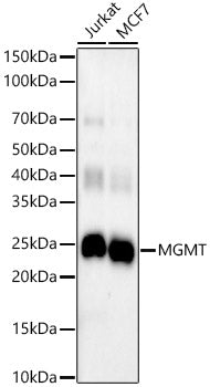 MGMT Rabbit mAb