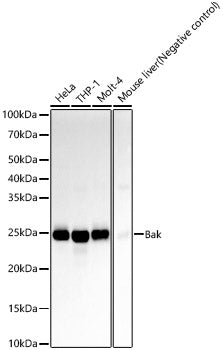 Bak Rabbit mAb