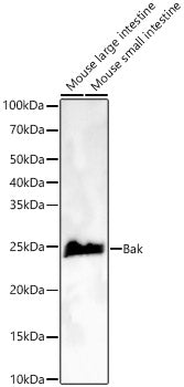 Bak Rabbit mAb