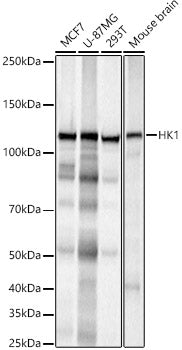 HK1 Rabbit mAb