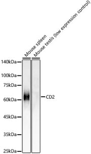CD2 Rabbit mAb