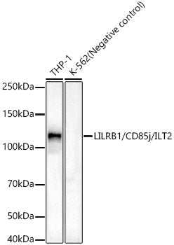 LILRB1/CD85j/ILT2 Rabbit mAb