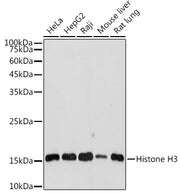 Histone H3 Rabbit pAb