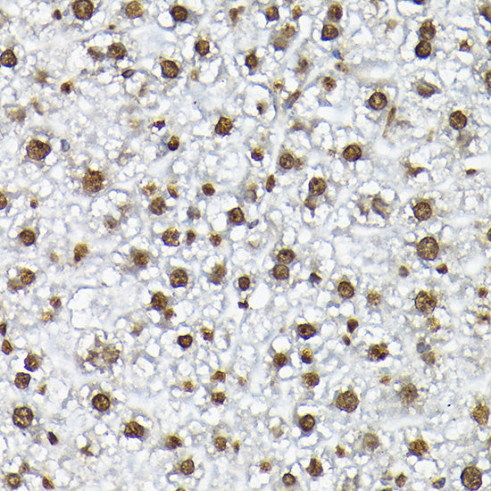Histone H3 Rabbit pAb