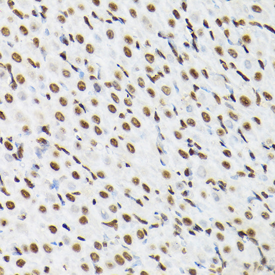 Histone H3 Rabbit pAb