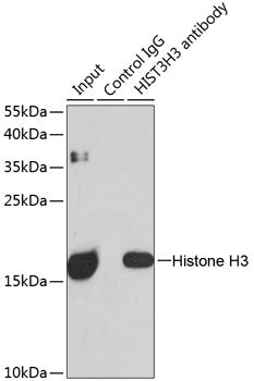 Histone H3 Rabbit pAb