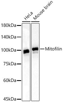 Mitofilin Rabbit mAb