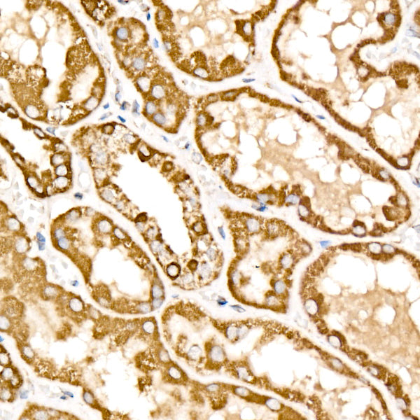 Mitofilin Rabbit mAb